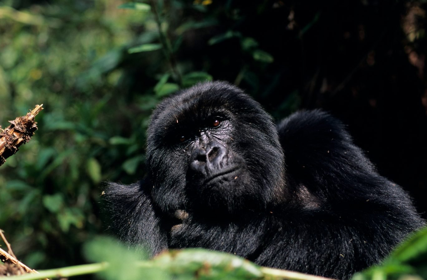 Gorillas in Volcanoes National Park, Luxury tours Rwanda