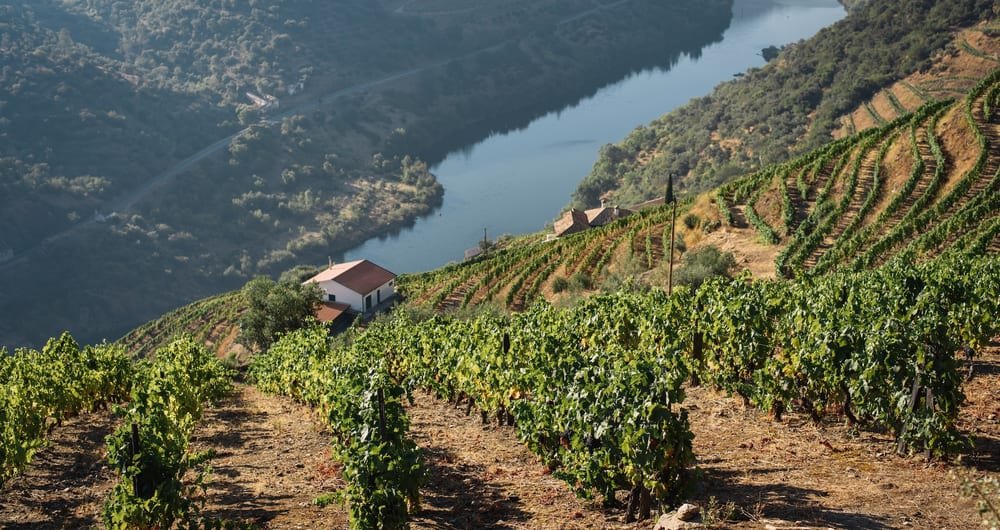 Vineyards in Douro Valley, Portugal
