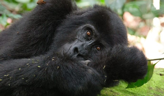 Gorilla in Bwindi, Uganda