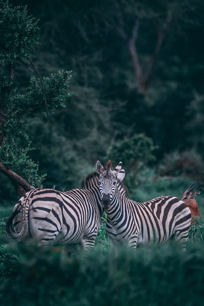 Zebra Safari, Africa
