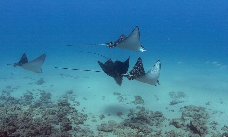 Swimming with manta rays in Hawaii
