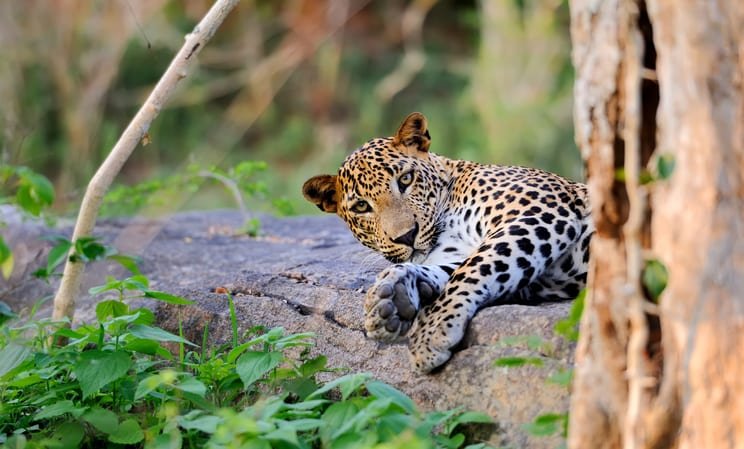 Leopards in Sri Lanka