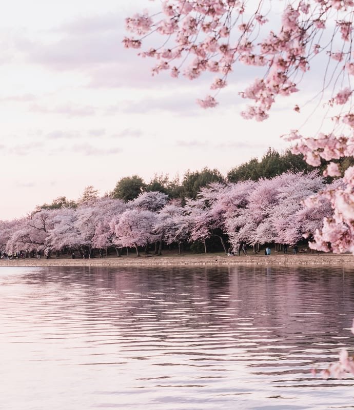 Cherry blossom in Washington DC, USA
