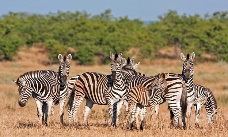 Honeymoons in South Africa