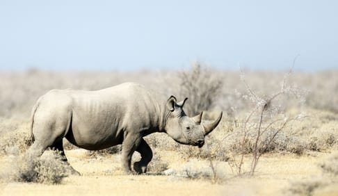 Rhino on safari in Kenya