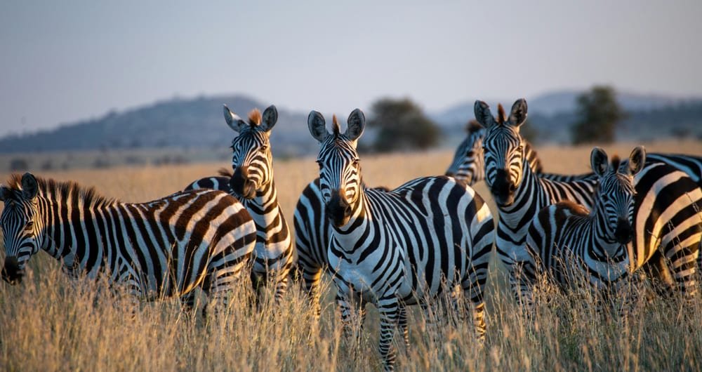 zebras in serengeti national park in tanzania