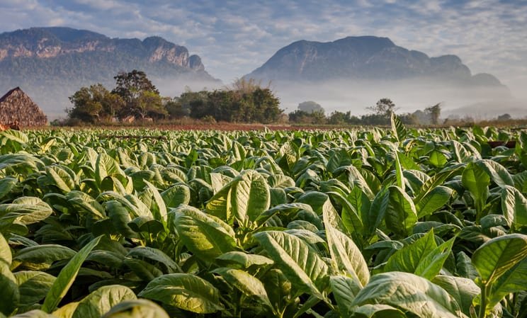 Vinales in Cuba