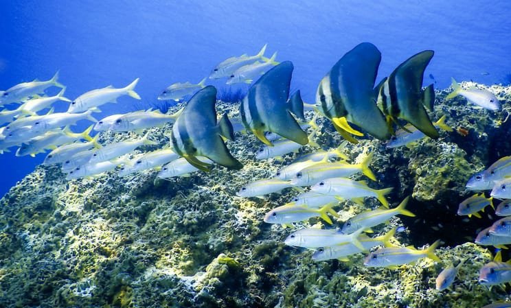 Diving among tropical fish in Phuket, Thailand