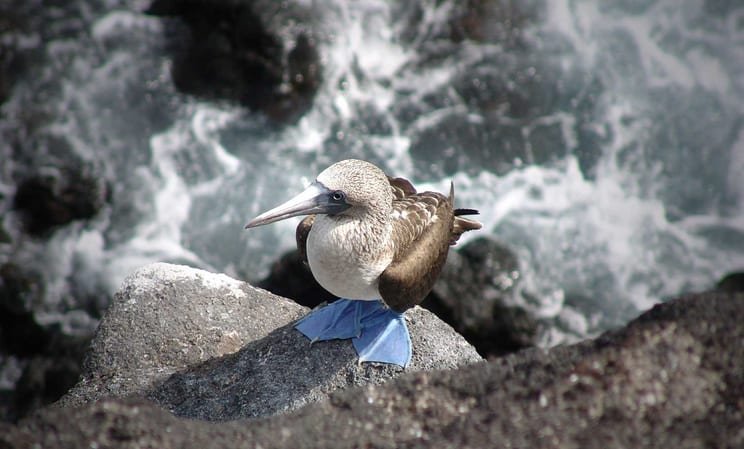Family holidays to Ecuador and the Galapagos