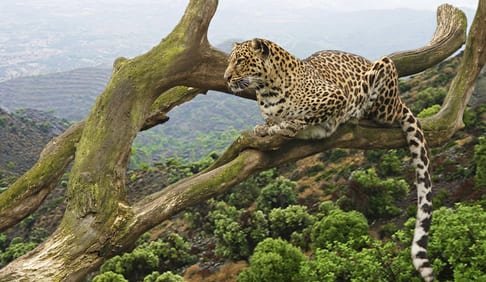 Luxury safaris in Tanzania