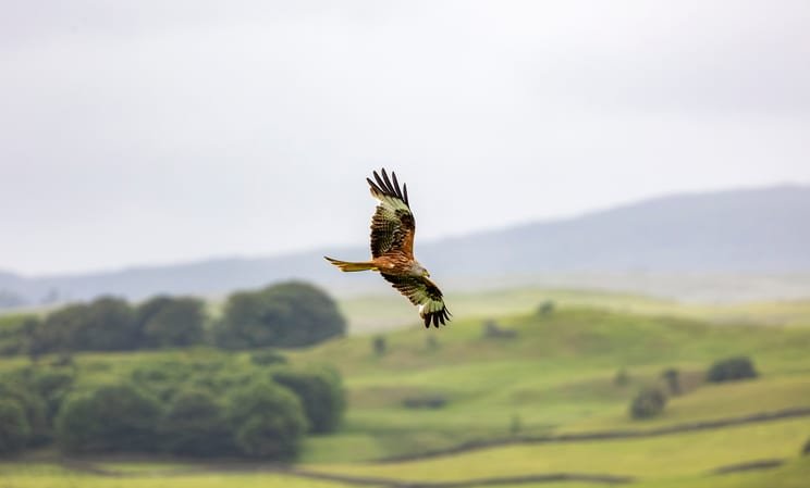 red kite bird in scotland