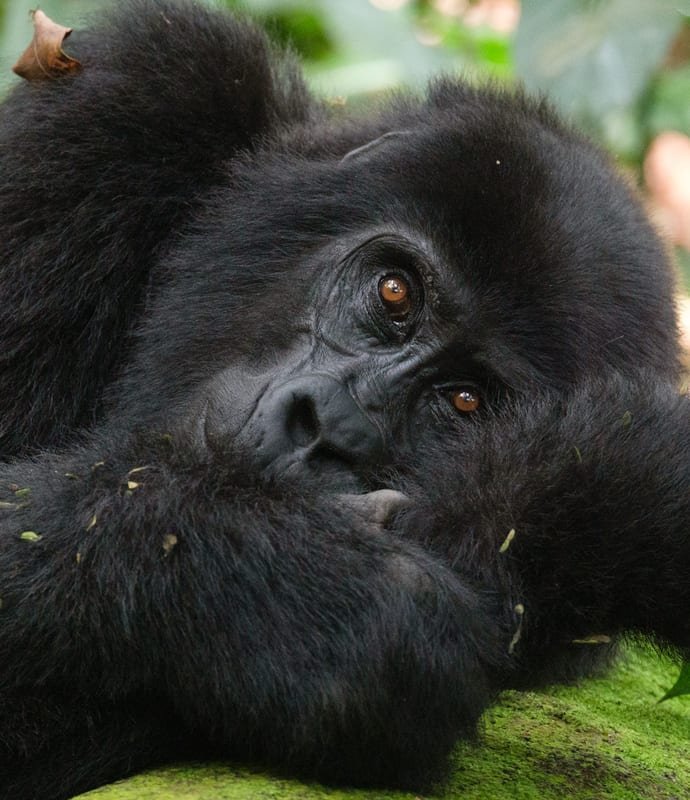 Gorilla in Bwindi, Uganda