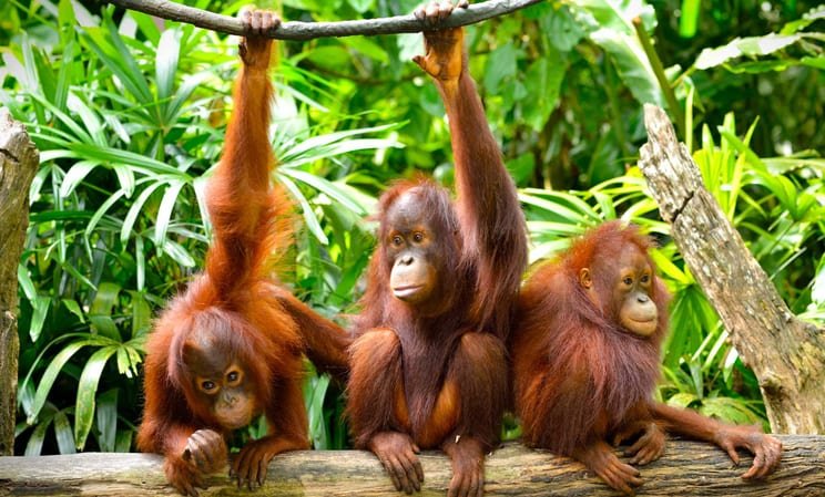 Discover Borneo
