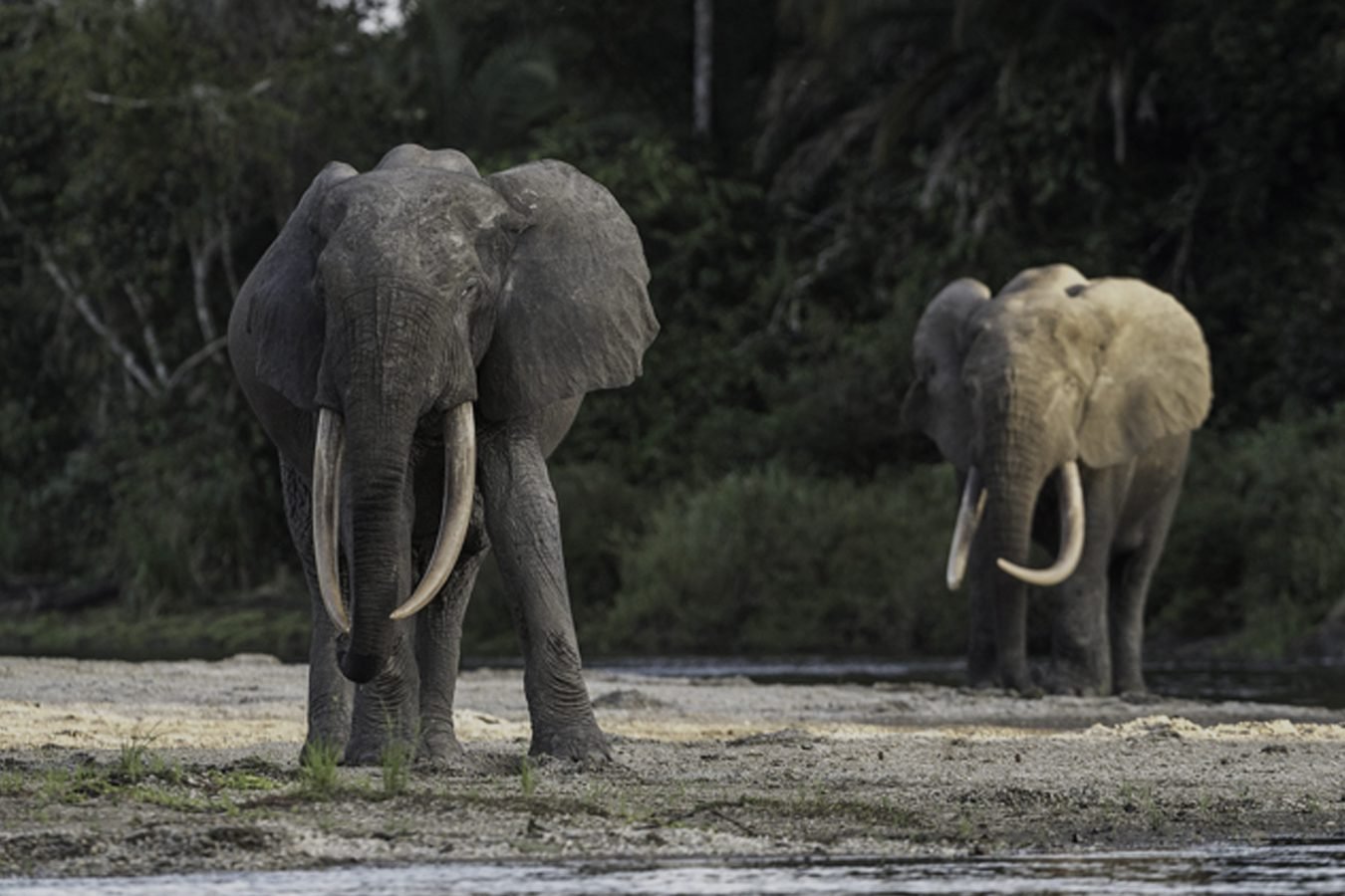 Congo Forest Elephants