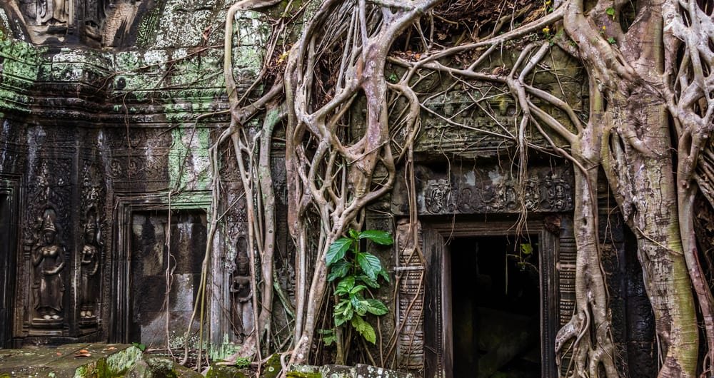 A tree takes root at Angkor Thom in cambodia