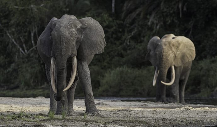Congo Forest Elephants