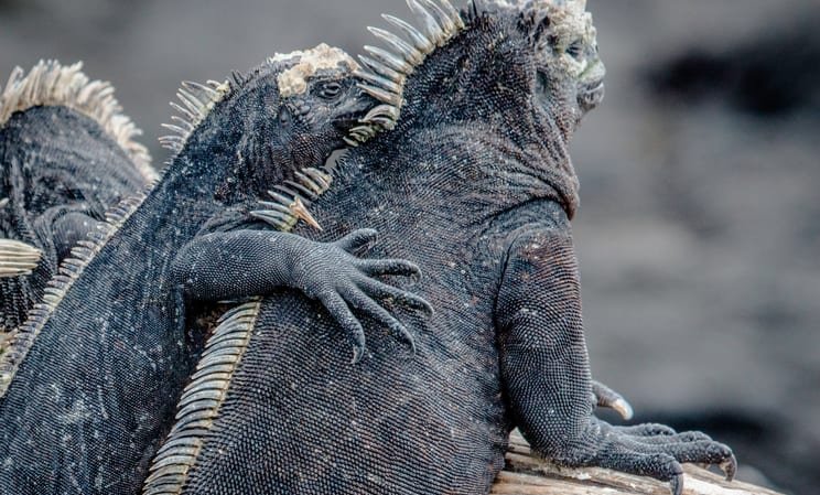 Two iguanas on the Galapagos, Ecuador