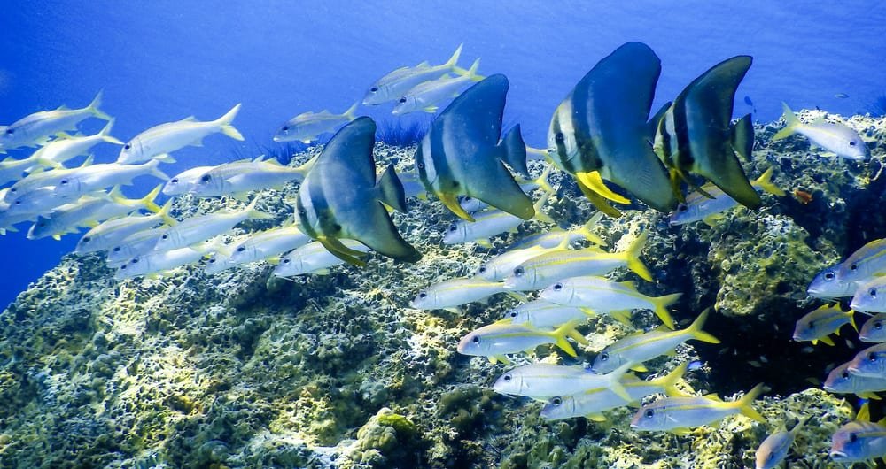 Diving among tropical fish in Phuket, Thailand
