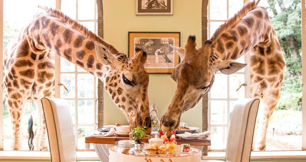 Giraffe Manor, Kenya
