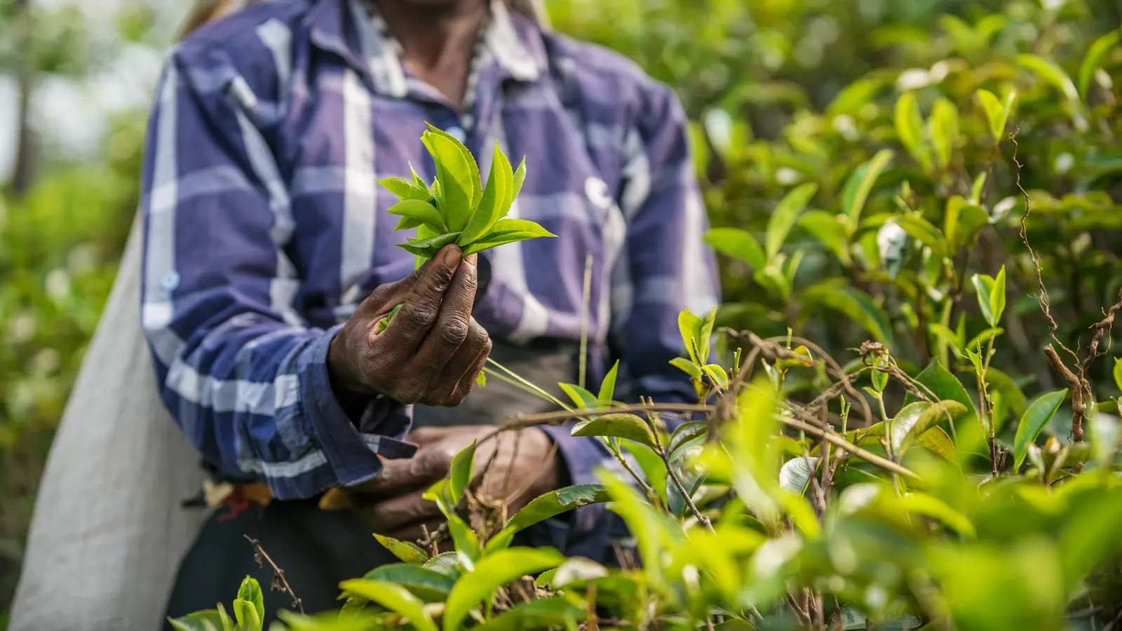 Tea fields in Sri Lanka