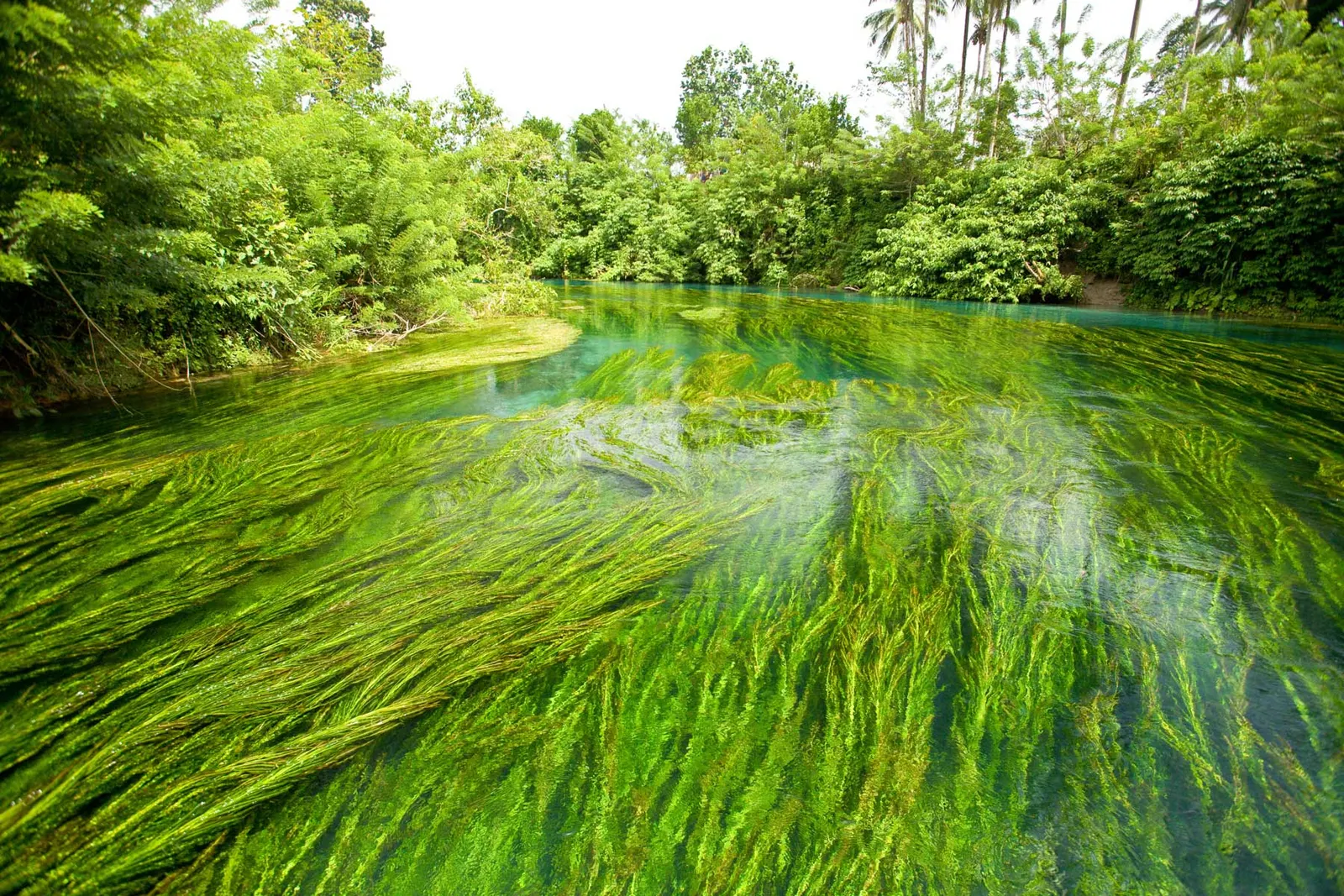 Borneo