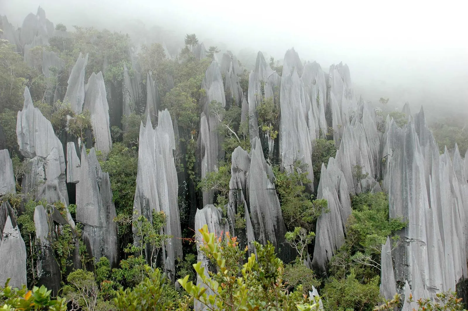 Private jungle tours in Borneo