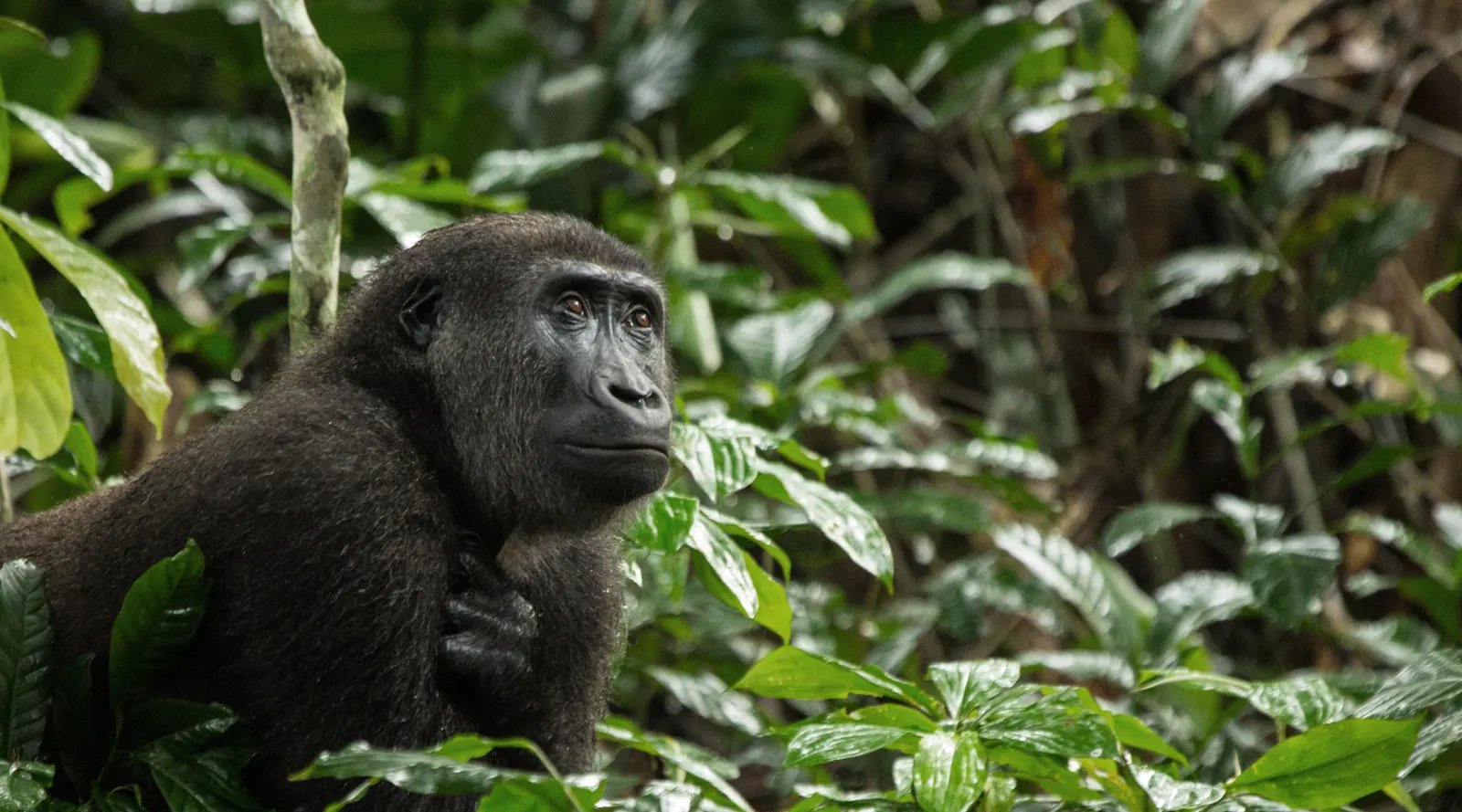 Lowland Gorilla in Congo