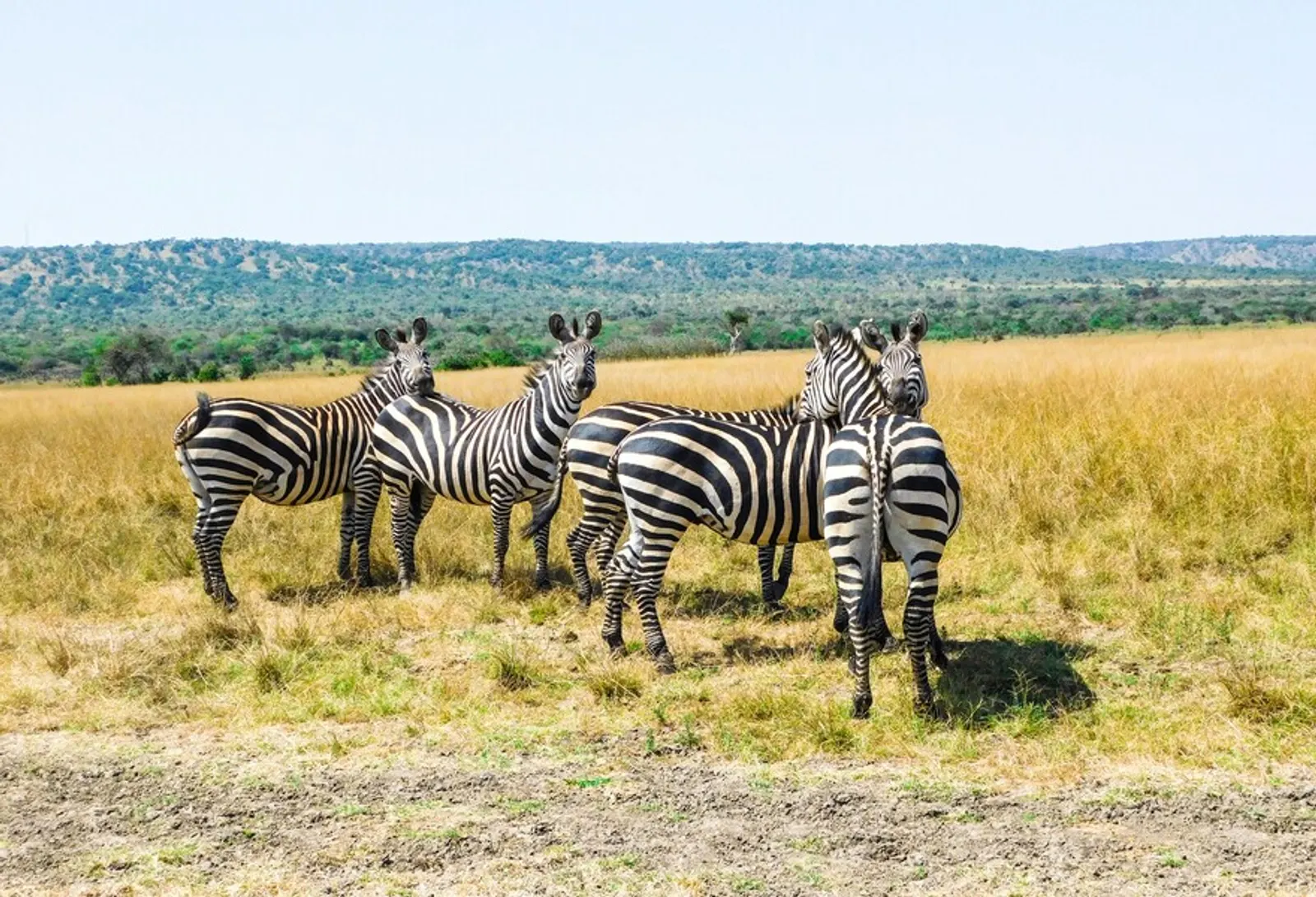 Zebra in Akagera National Park, Rwanda