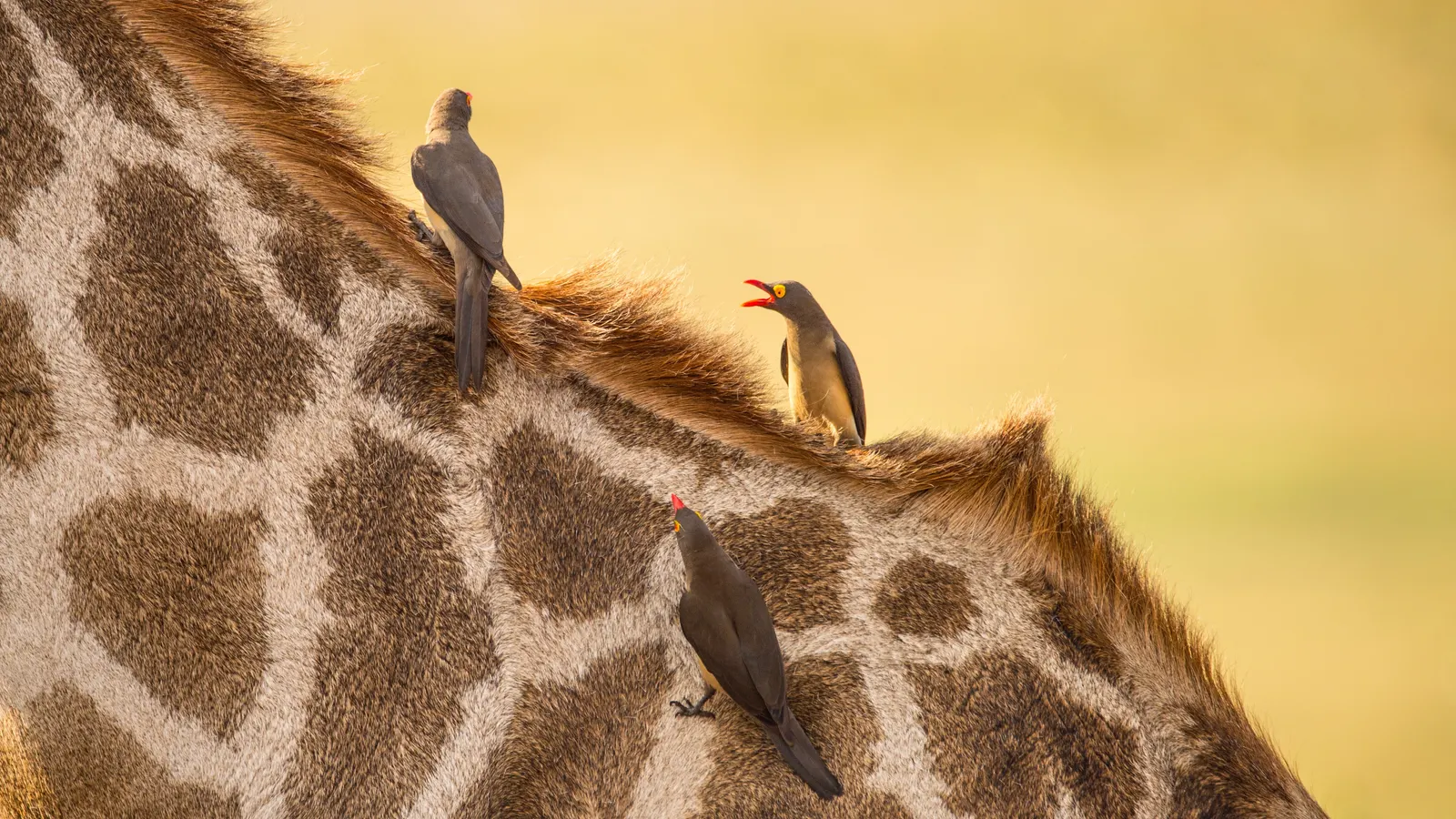 Giraffe & Bird