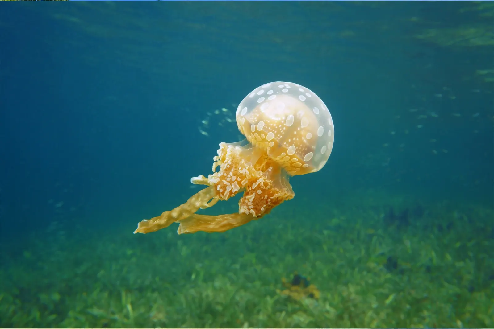 Private tours in Panama