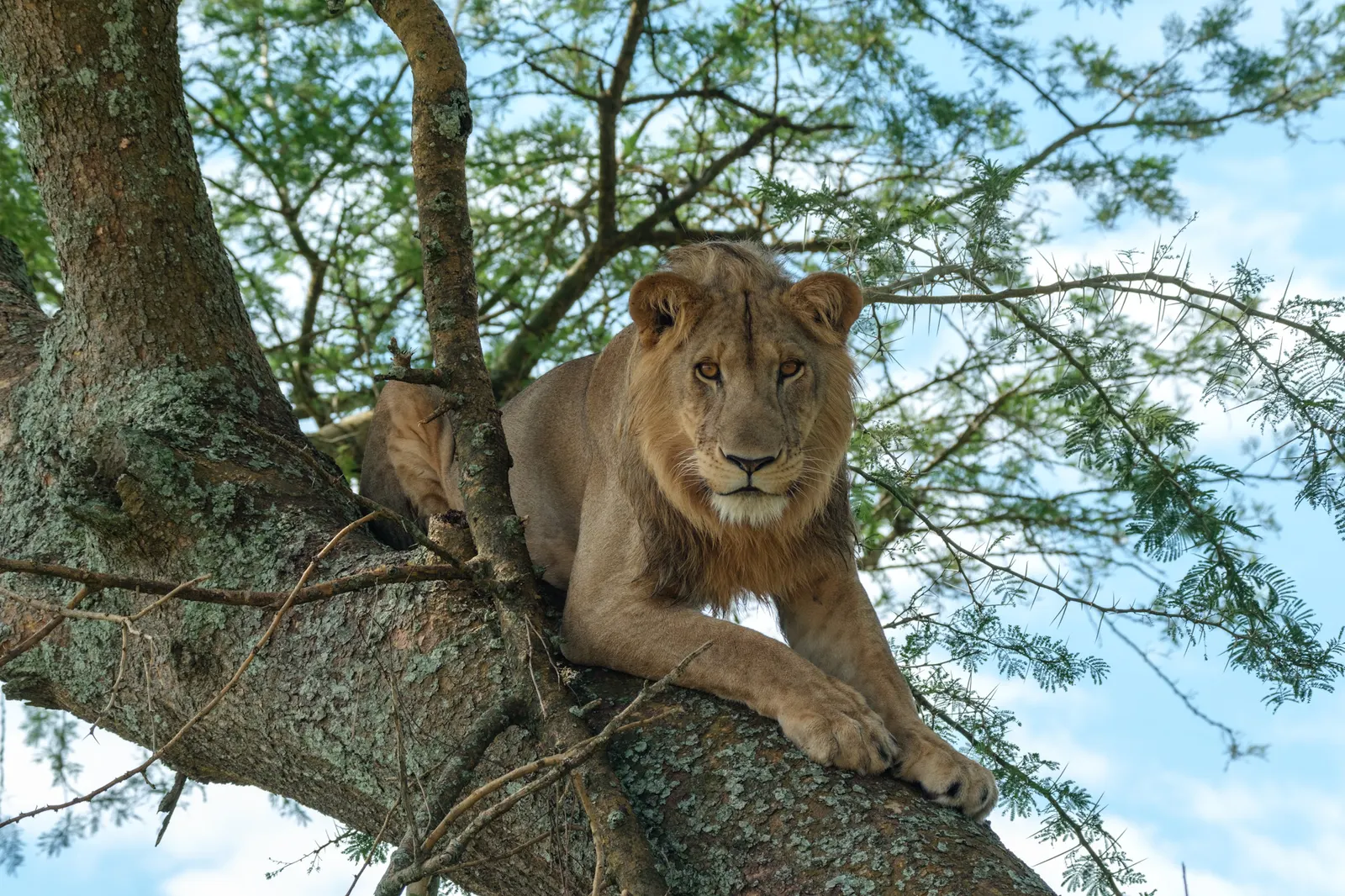 Ultimate Uganda: An Untapped Safari Getaway