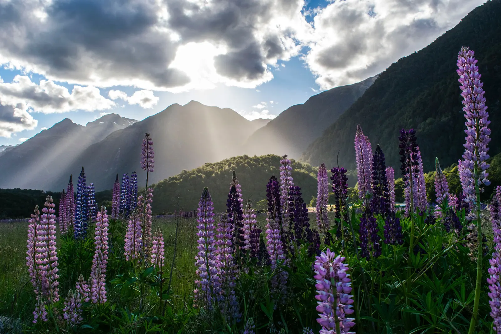 New Zealand adventure