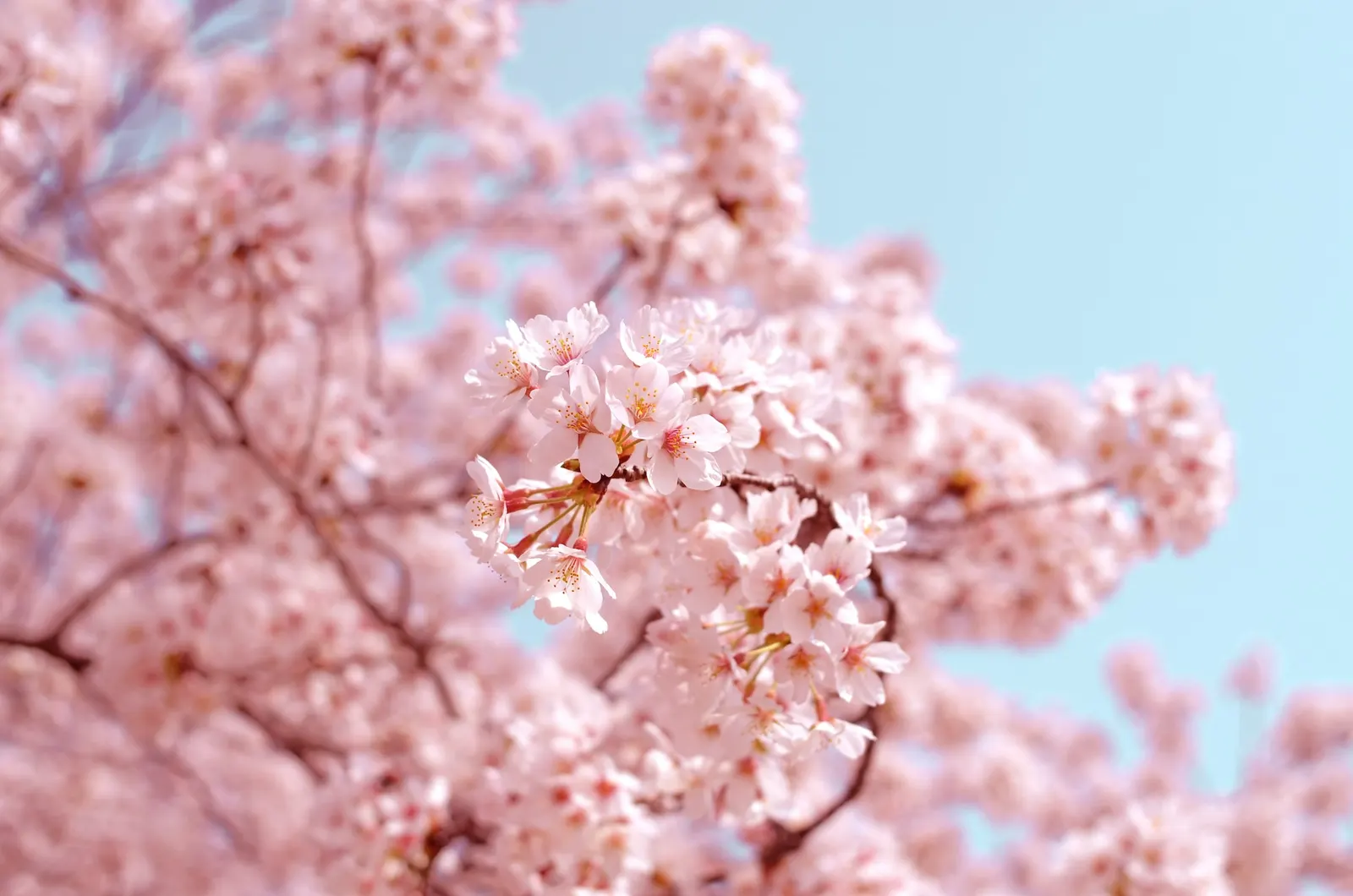 Cherry blossom in Japan