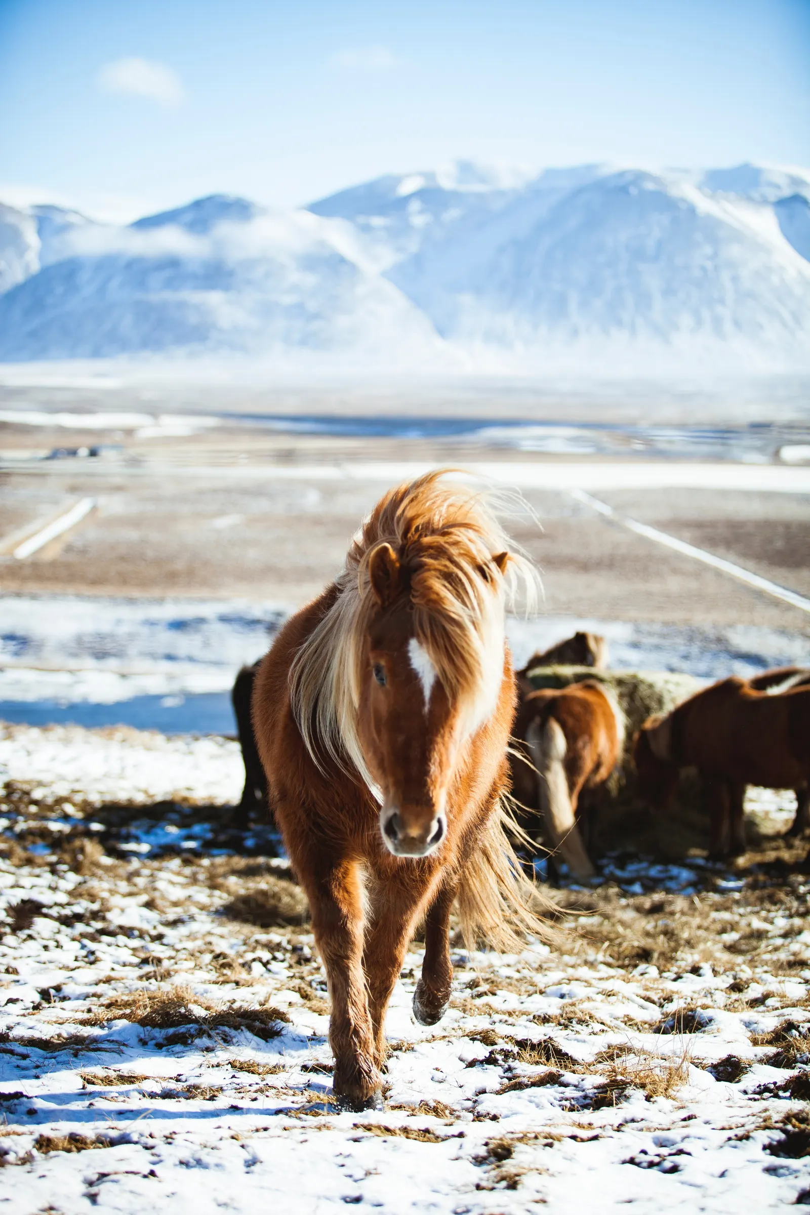Iceland horse