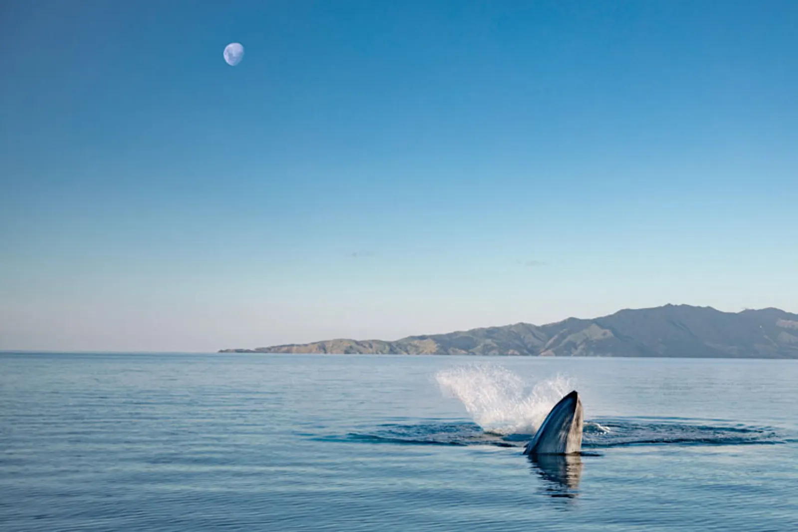 A wilder way: New Zealand & Australia
