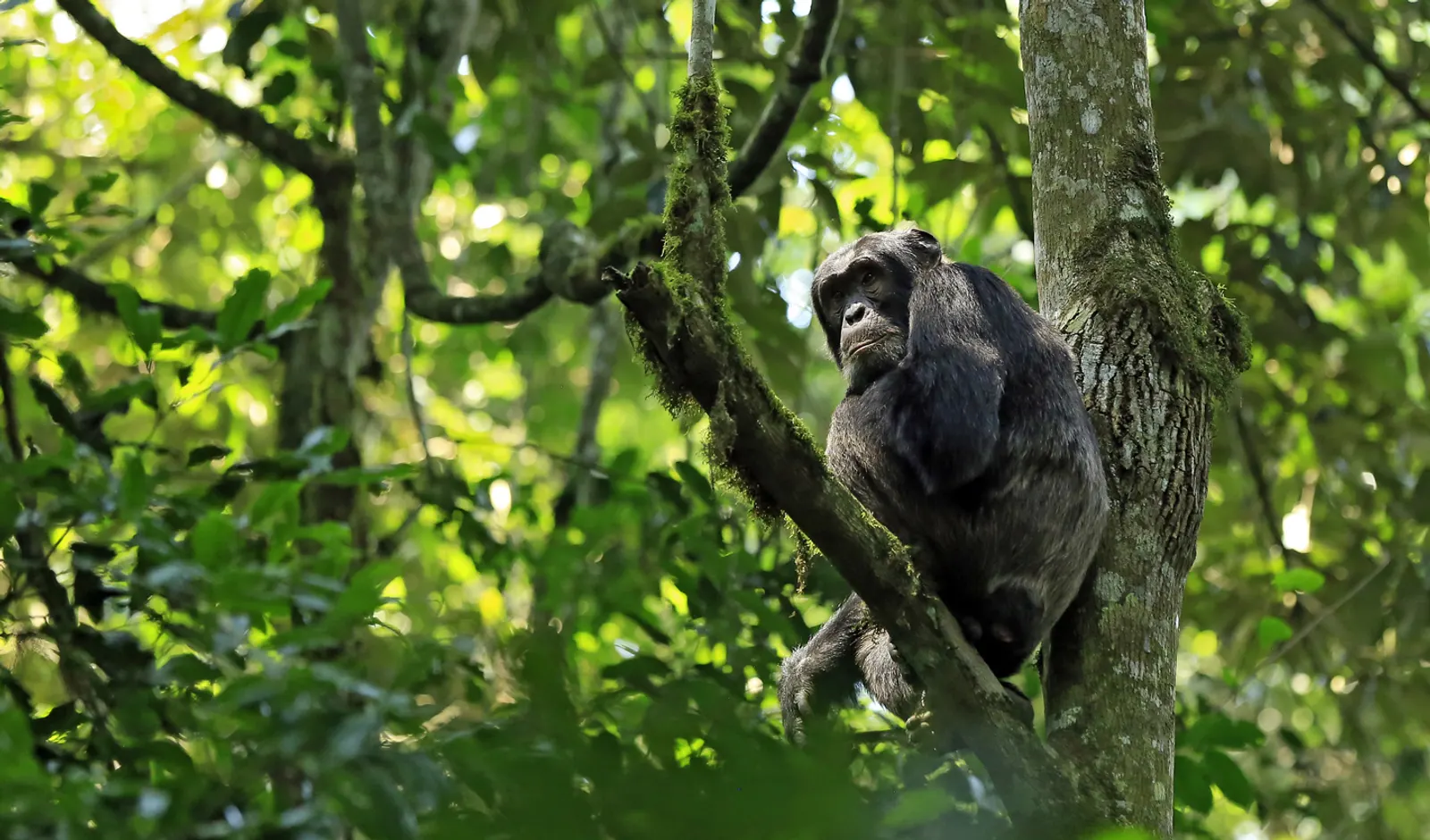 Uganda