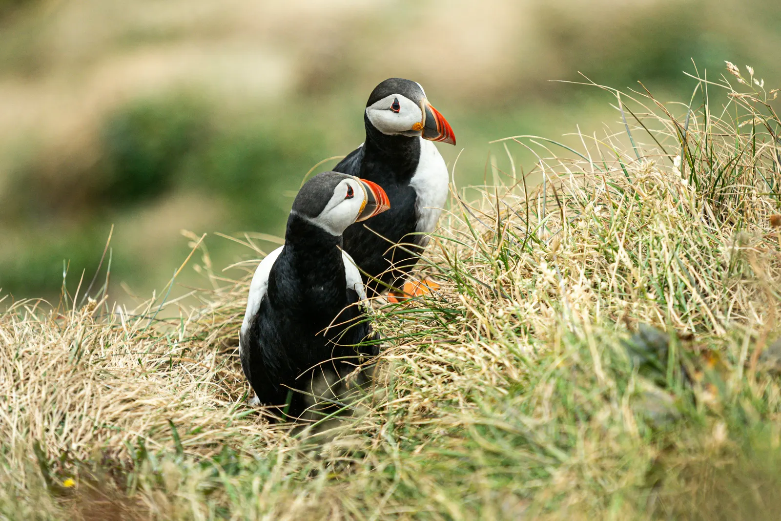Puffins in Iceland