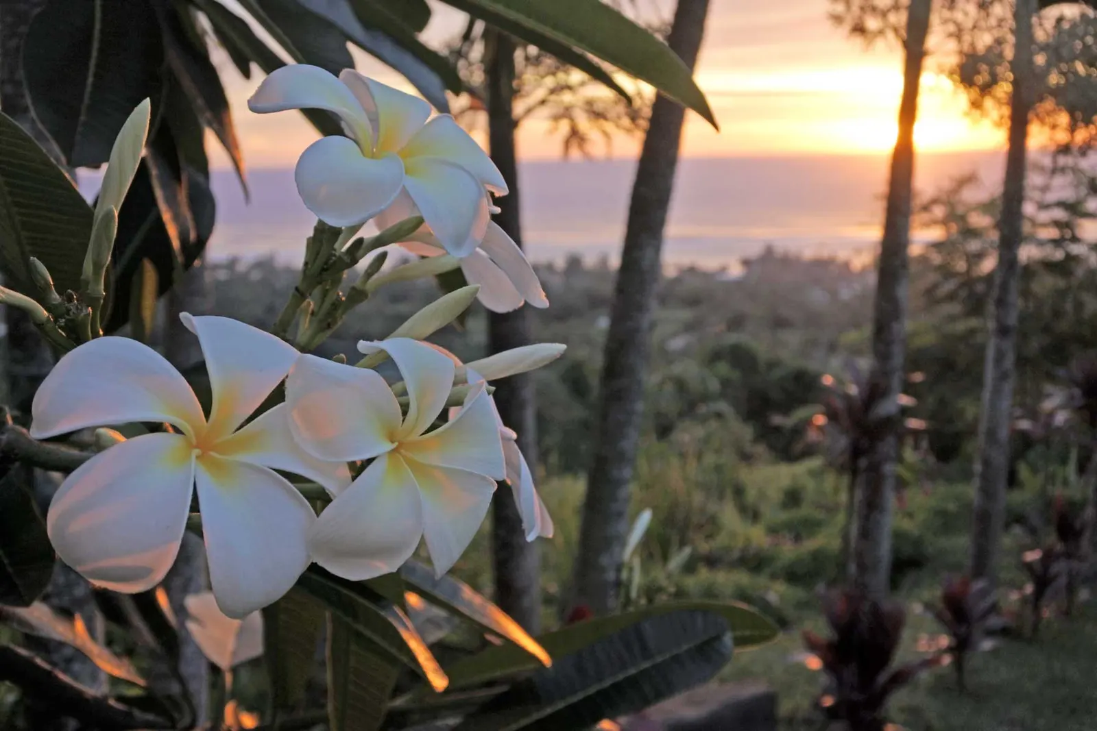 Private tours of Rarotonga in the Cook Islands