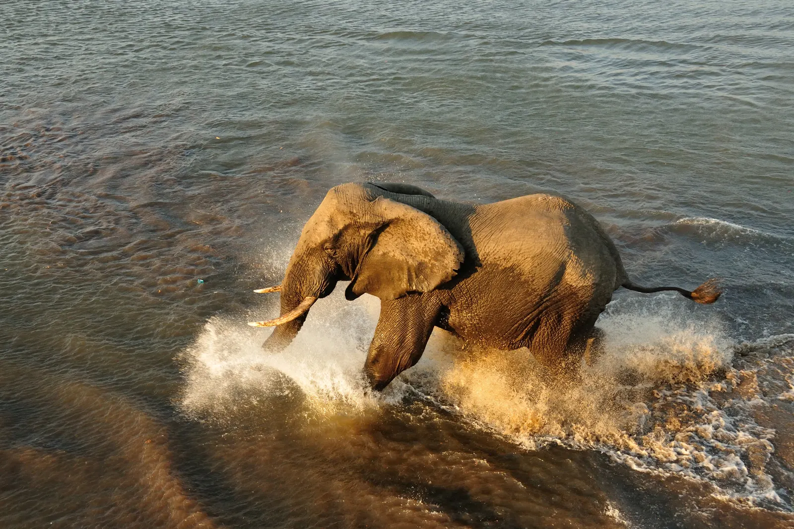 Private animal tours in Malawi