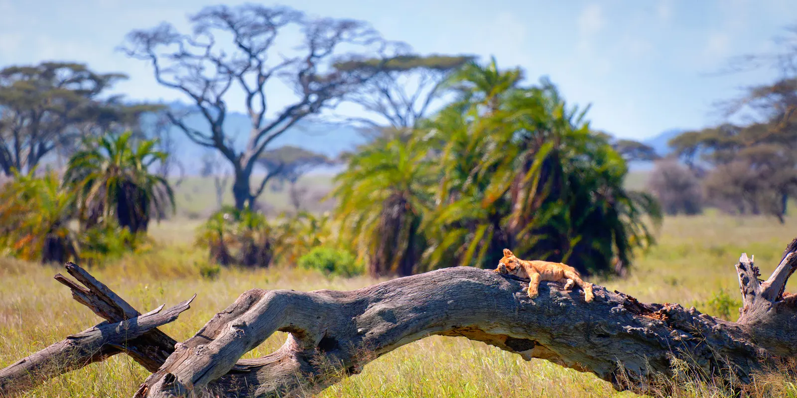 Serengeti, Tarangire & Zanzibar: A Luxury Holiday in Tanzania