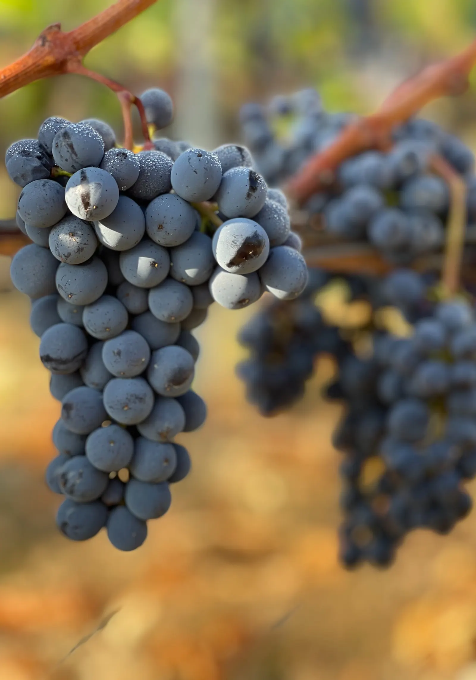 Grapes on a vine in Chianti, Italy