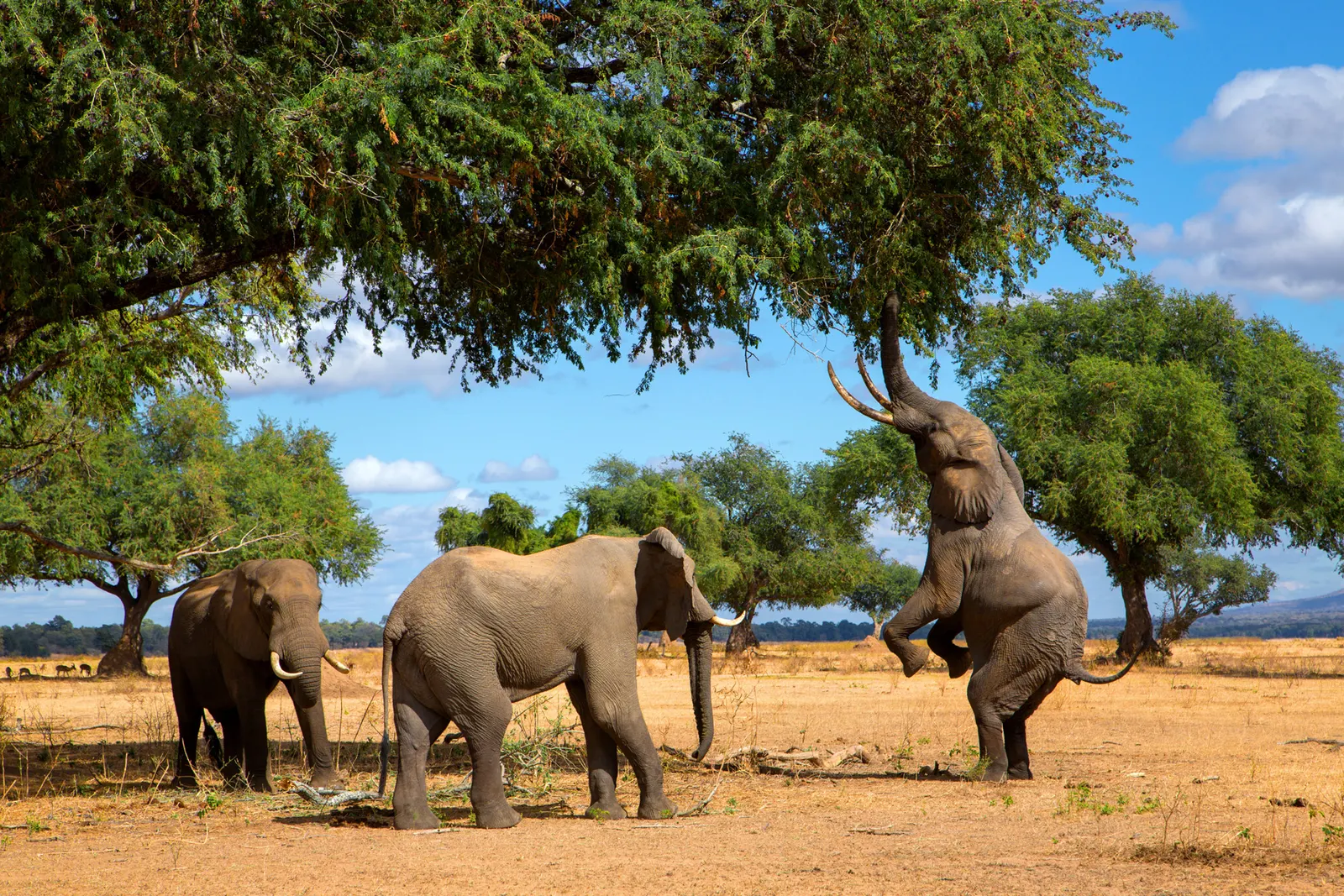 More about Zimbabwe