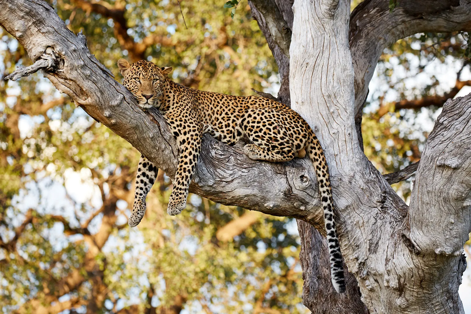 More about Zambia