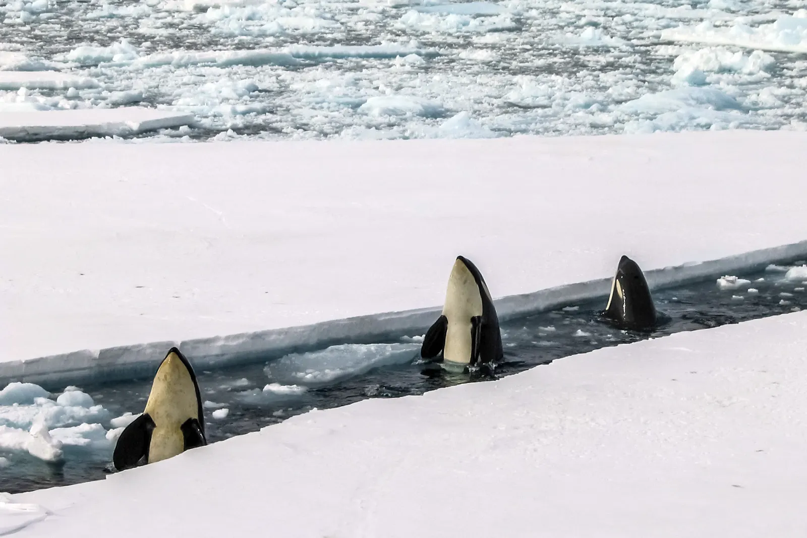 Luxury Holidays in Antarctica