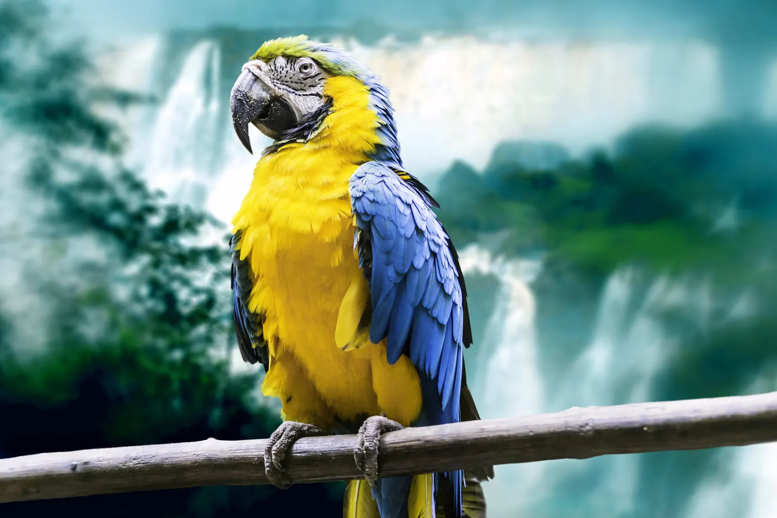 Macaw in Brazil