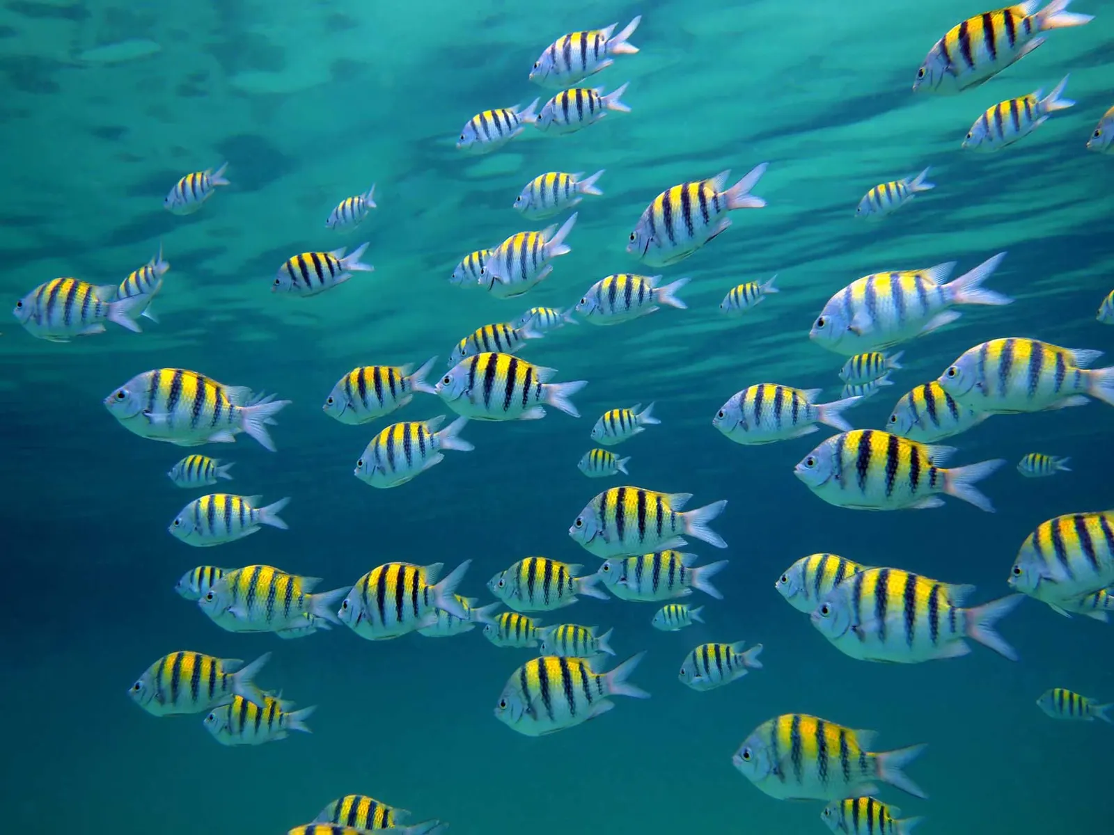 Private sea tours in the Bahamas