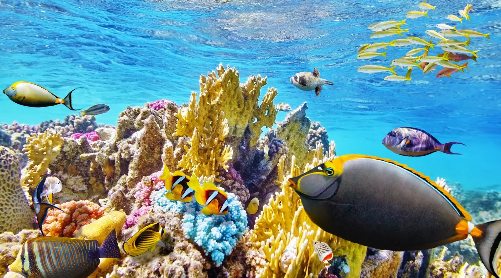 Tropical fish in the Great Barrier Reef