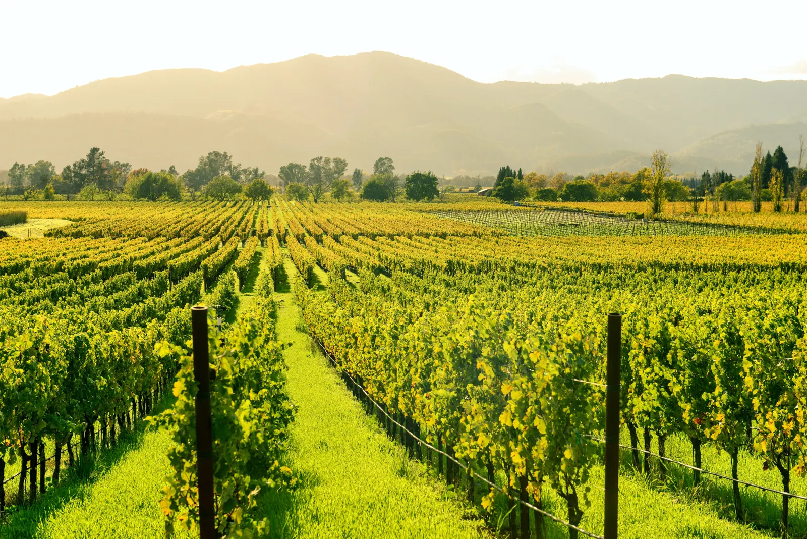 Napa Valley, USA
