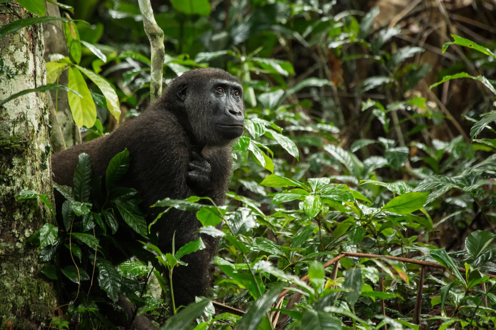 Private tours in Congo