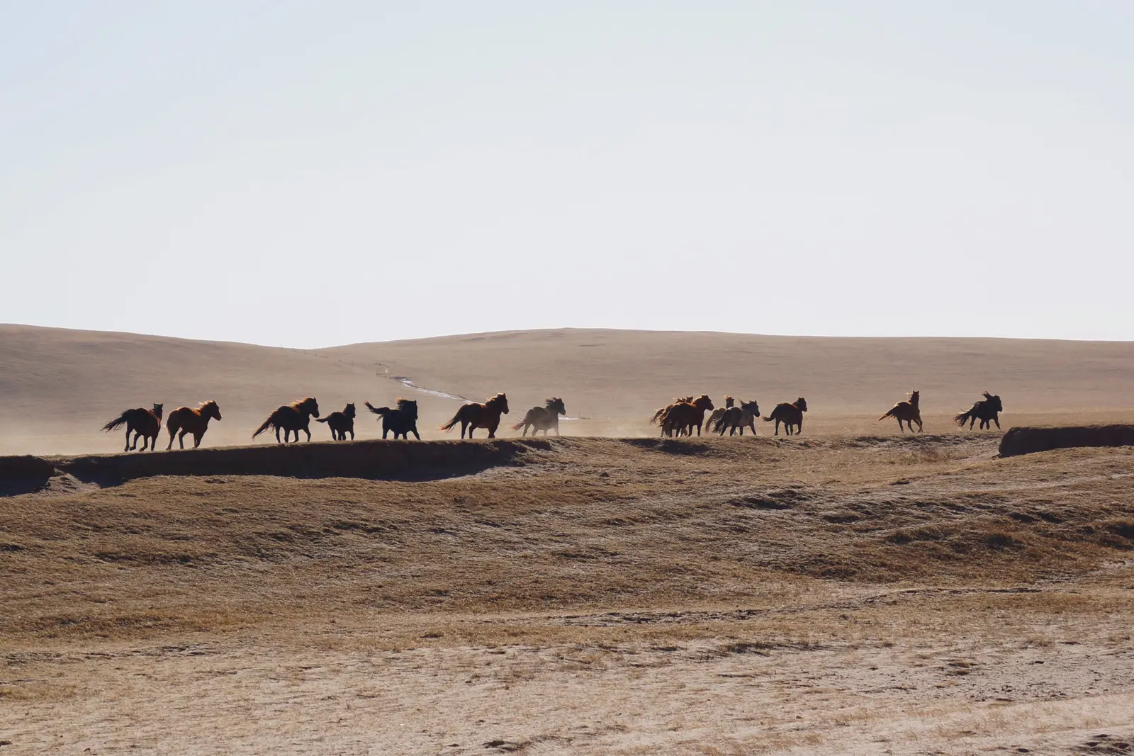 Luxury Honeymoons in Mongolia